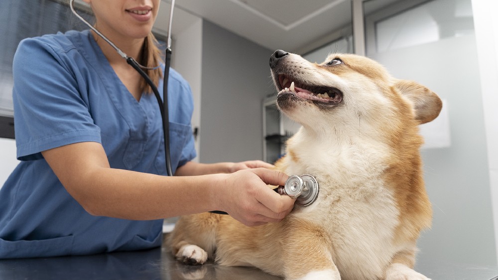 能夠「聽到」心臟病音頻的 AI 有助於獸醫診斷犬類心臟疾病